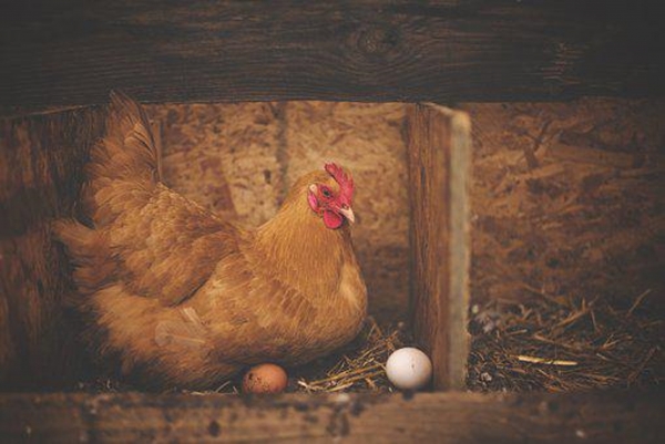 The Poultry Issue: What’s Behind It and How to Cope?
